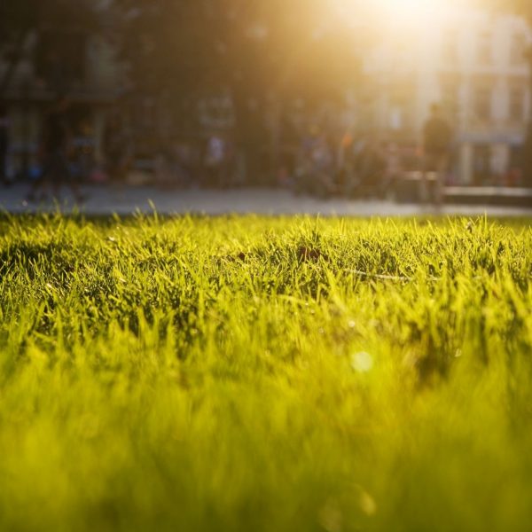 More green more green, h4l, home for life, the neighborhood that brings joy into life